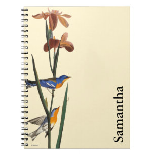 Carnet Audubon : Fauvette