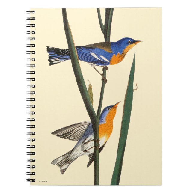 Carnet Audubon : Fauvette (Devant)