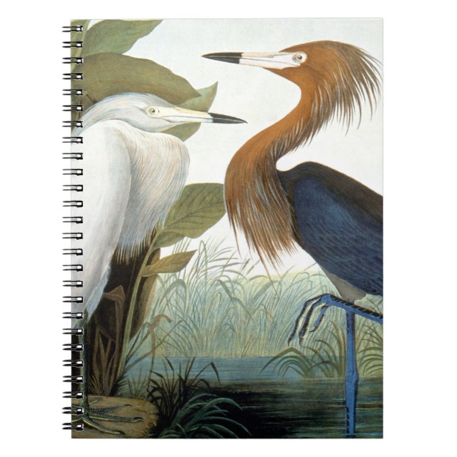 Carnet Audubon : Héron rougeâtre ou héron pourpre (Devant)