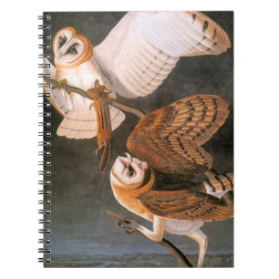 Carnet Audubon : Hibou de grange