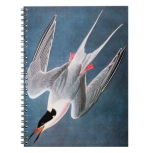 Carnet Audubon : Sterne rose