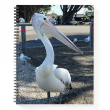 Australie ; Pélican - Voyage