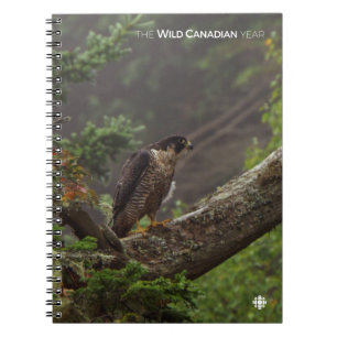 Carnet Automne - Faucon pèlerin