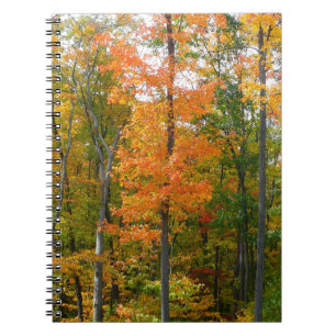 Carnet Automne Maple Trees Automne Photographie de la nat