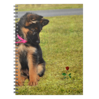 Carnet avec german shepard admirant un rose