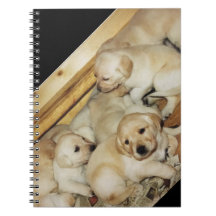 Carnet avec la photo des chiots jaunes de