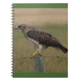 Carnet B10 Buse de Swainson