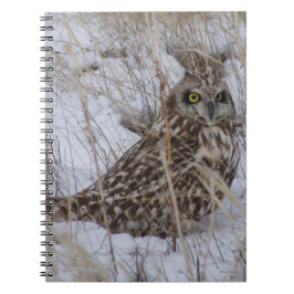 Carnet B11 Hibou des marais dans la neige