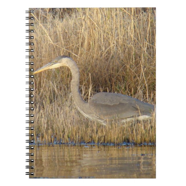 Carnet B19 Grand héron bleu juvénile (Devant)