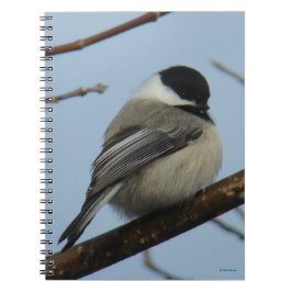 Carnet B21 Mésange à tête noire