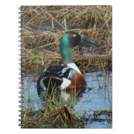 Carnet B26 Canard souchet mâle