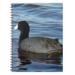 Carnet B27 Foulque d'Amérique