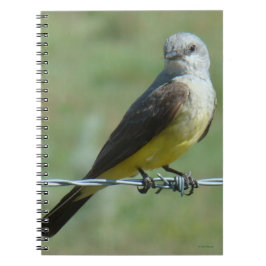 Carnet B32 Tyran à bec épais