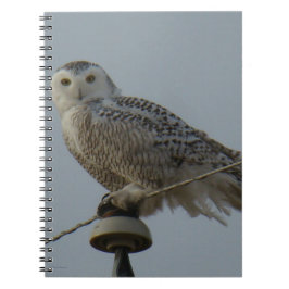 Carnet B38 Harfang des neiges