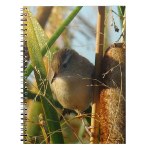 Carnet B3 Troglodyte des marais dans les quenouilles