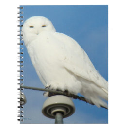 Carnet B50 Harfang des neiges