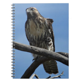 Carnet B54 Buse de Swainson