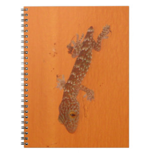 Carnet Baby Tokay Gecko