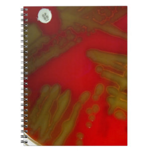 Carnet Bactéries de Penumonia
