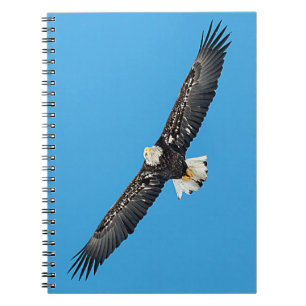 Carnet Bald Eagle en vol