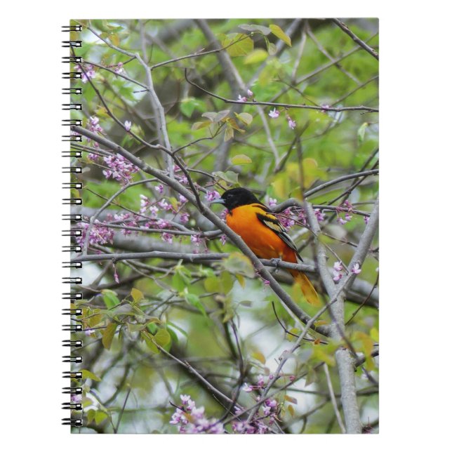 Carnet Baltimore Oriole (Devant)