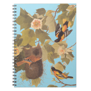 Carnet Baltimore Oriole Audubon Bird Family avec nid