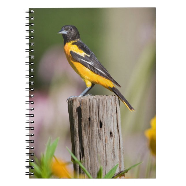 Carnet Baltimore Oriole female in flower garden (Devant)