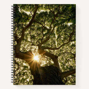 Carnet Banyan Tree Canopy Sunstar