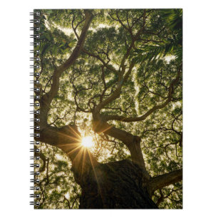 Carnet Banyan Tree Canopy Sunstar