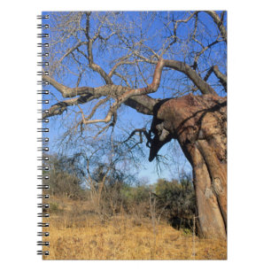 Carnet Baobab (Adansonia Digitata), Parc national Kruger