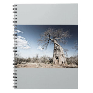 Carnet Baobab dans le parc national des piscines de Mana,