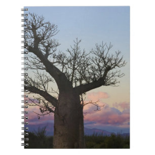 Carnet Baobabs, Berenty, Toliara, Madagascar
