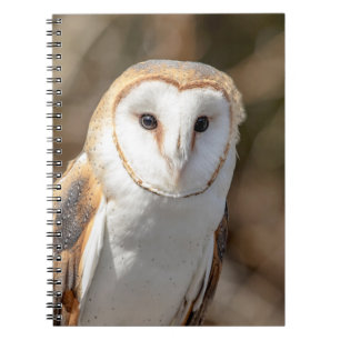 Carnet Barn Owl