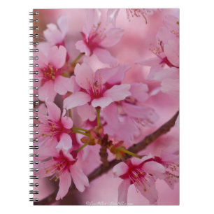 Carnet Bathed in Pink Japanese Cherry