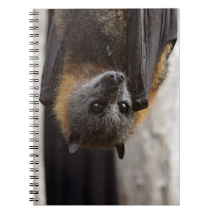 Carnet Batte australienne