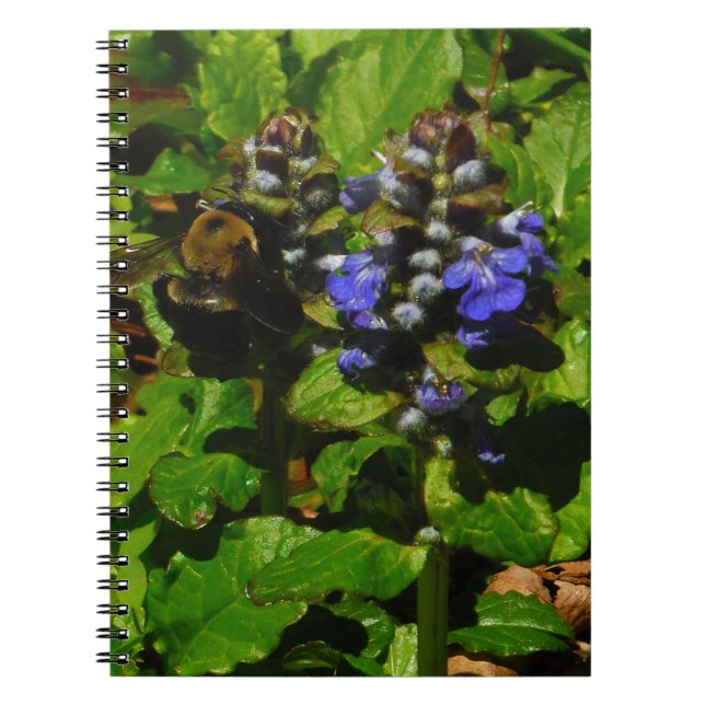 Carnet Baume d'abeille pourpre et bourdon (Devant)