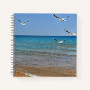 Carnet Beach and Seagulls