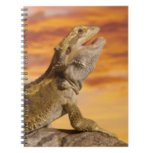 Carnet Bearded dragon (Pogona Vitticeps) on rock