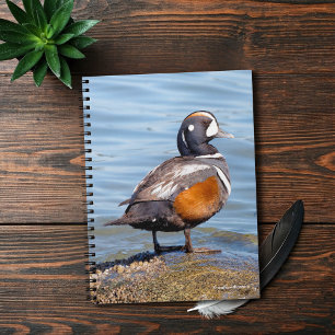 Carnet Beau canard arlequin sur le rocher