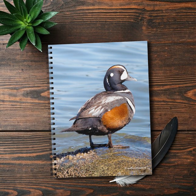 Carnet Beau canard arlequin sur le rocher (Beautiful Harlequin Duck at the Beach Journal Cover Photo)