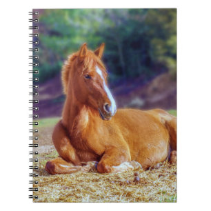 Carnet Beau Colt à cheval