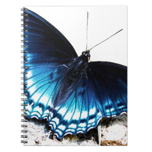 Carnet Beau papillon bleu