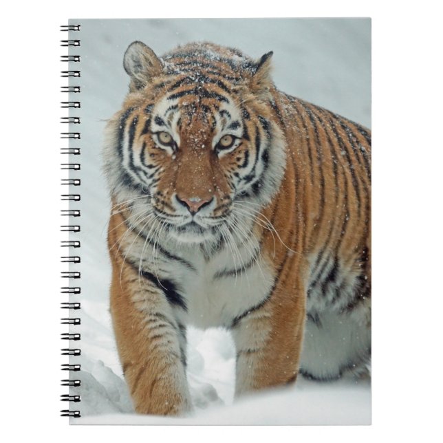 Carnet Beau tigre en neige (Devant)
