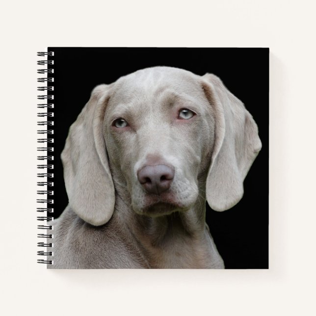 Carnet Beau Weimaraner Chasse Chien (Devant)