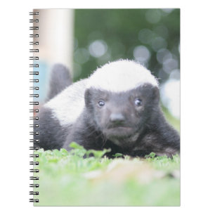 Carnet Bébé blaireau au miel sur l'herbe verte photo
