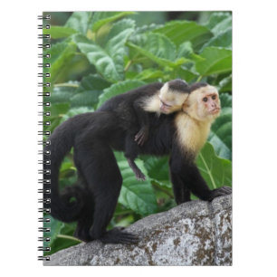 Carnet Bébé de transport de singe adulte de capucin sur