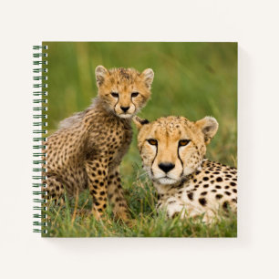 Carnet Bébé guépard et parent dans l'herbe