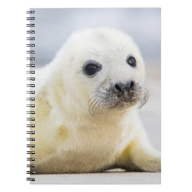Carnet Bébé phoque des images | de Getty (Devant)