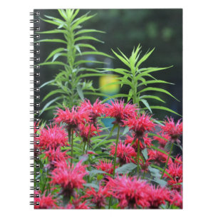 Carnet Bee Balm