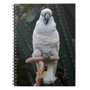 Carnet Belle cacatolie blanche